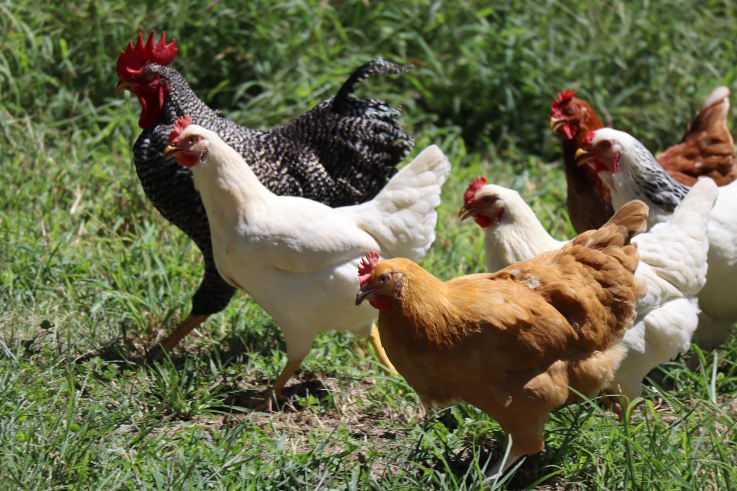 The Role of Chickens in Organic Farming